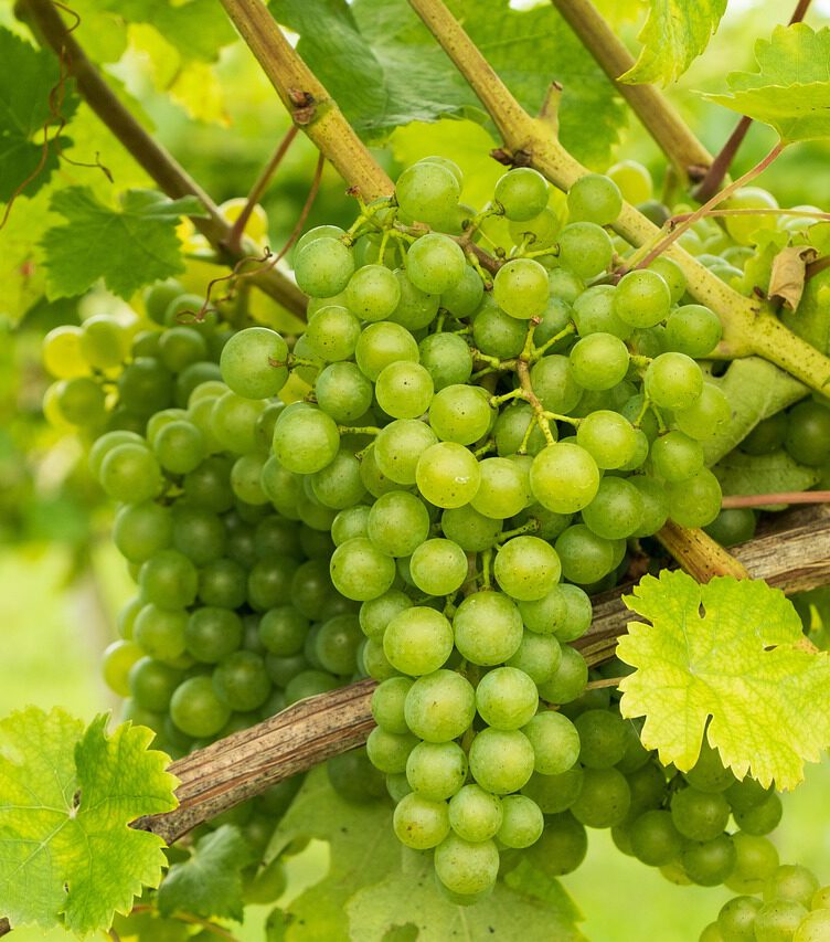 Green fruits