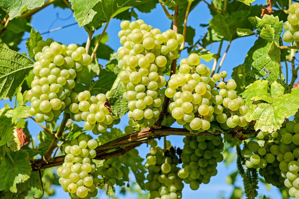 Green fruits